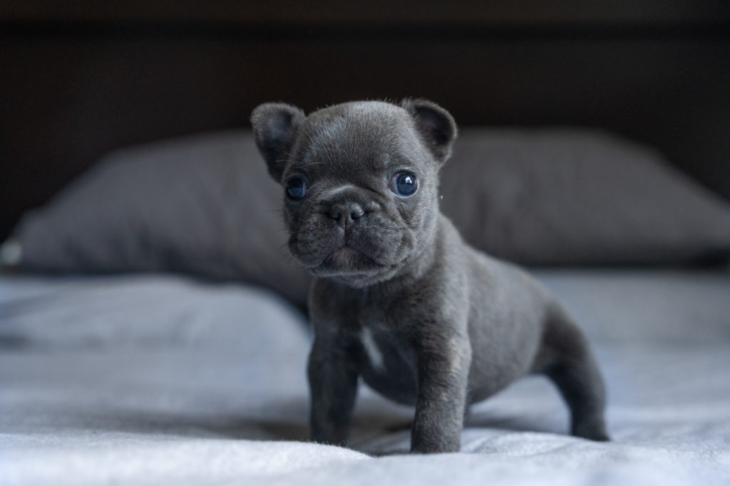 Finding Your Perfect French Bulldog Puppy for Sale in Tucson, AZ
